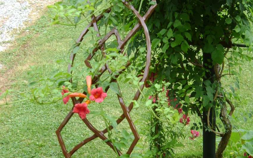 Arch with Climbing Vines