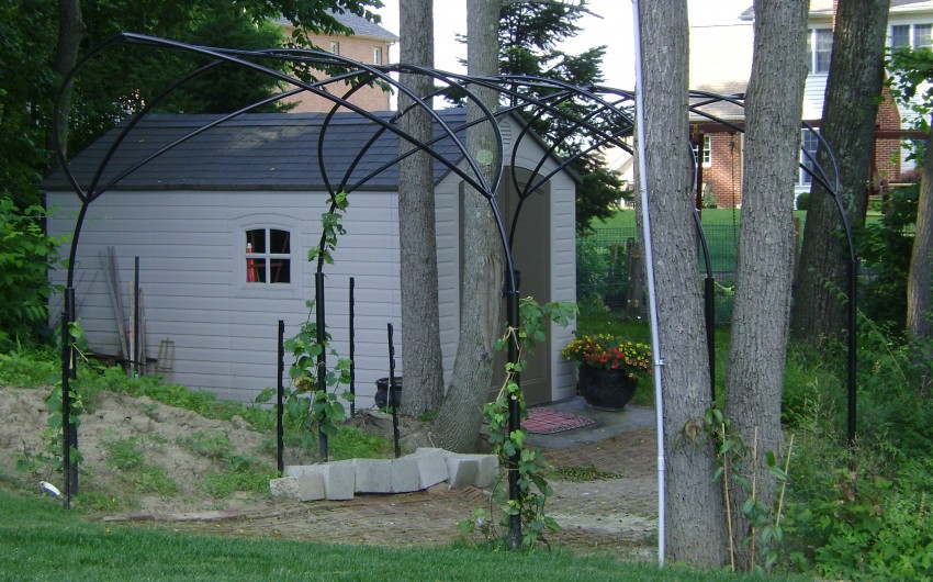 Arch Through the Trees